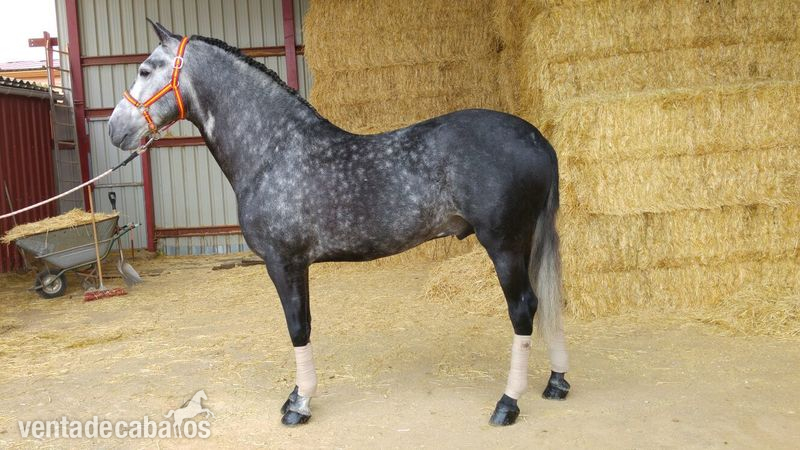 CABALLO PRE DE 7 AÑOS. - Caballos Pura Raza Española (P.R.E.) Pura Raza Española