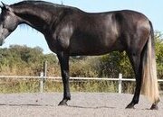 PRE 3 AÑOS 1.68m SUPER CARACTER