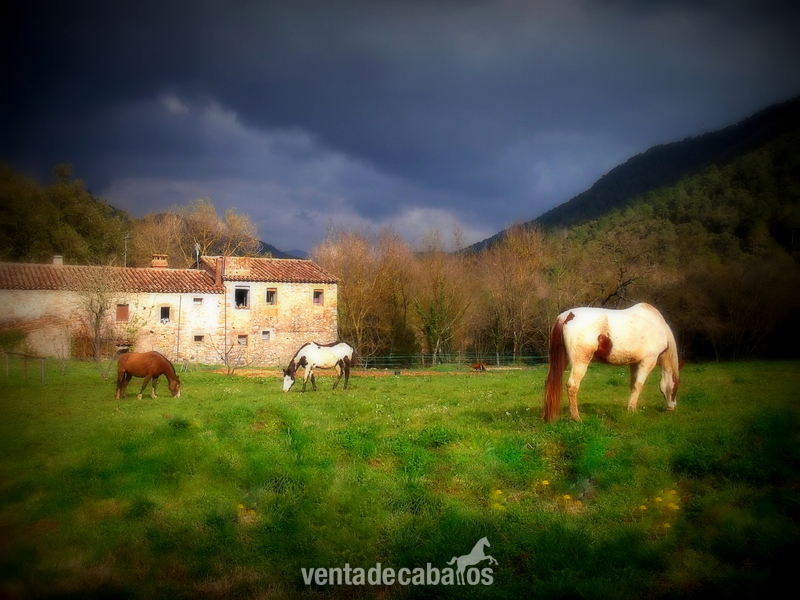 Masia en alquiler, prados para caballos