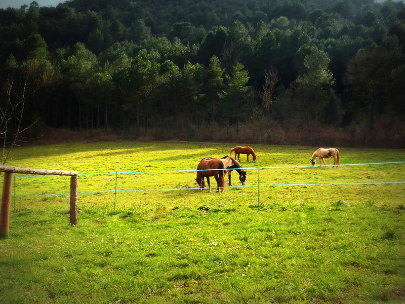 Albanyà Masia en alquiler, prados para caballos