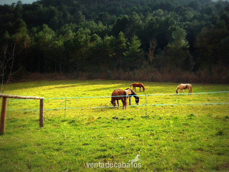 Albanyà Masia en alquiler, prados para caballos