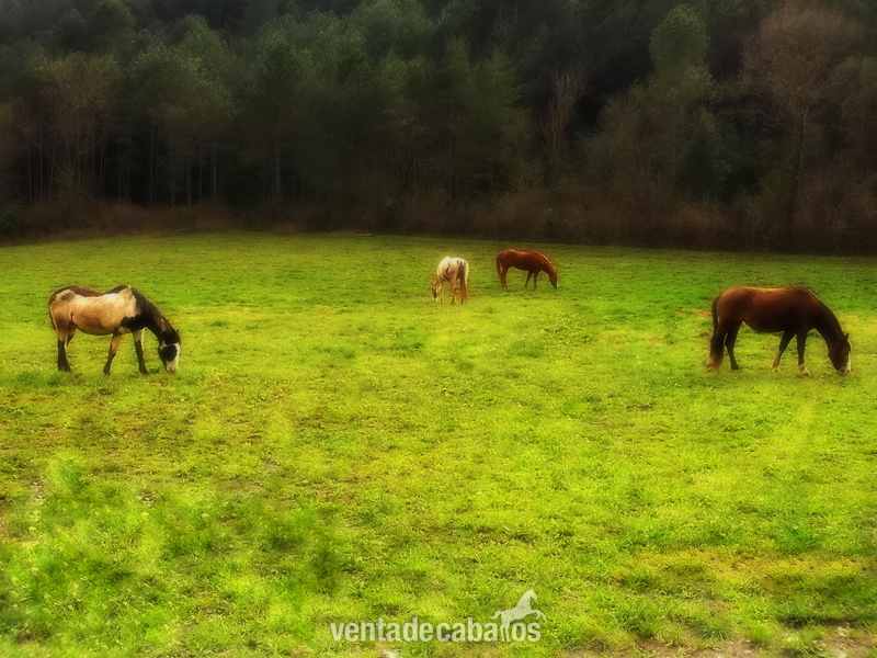 Masia en alquiler, prados para caballos - Finca ecuestre in Albanyà