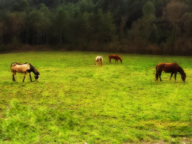 Masia en alquiler, prados para caballos - Finca ecuestre in Albanyà