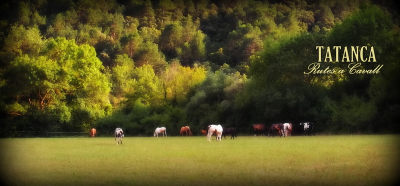 Finca ecuestre - Masia en alquiler, prados para caballos in Albanyà