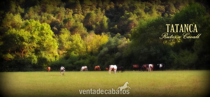 Finca ecuestre - Masia en alquiler, prados para caballos in Albanyà