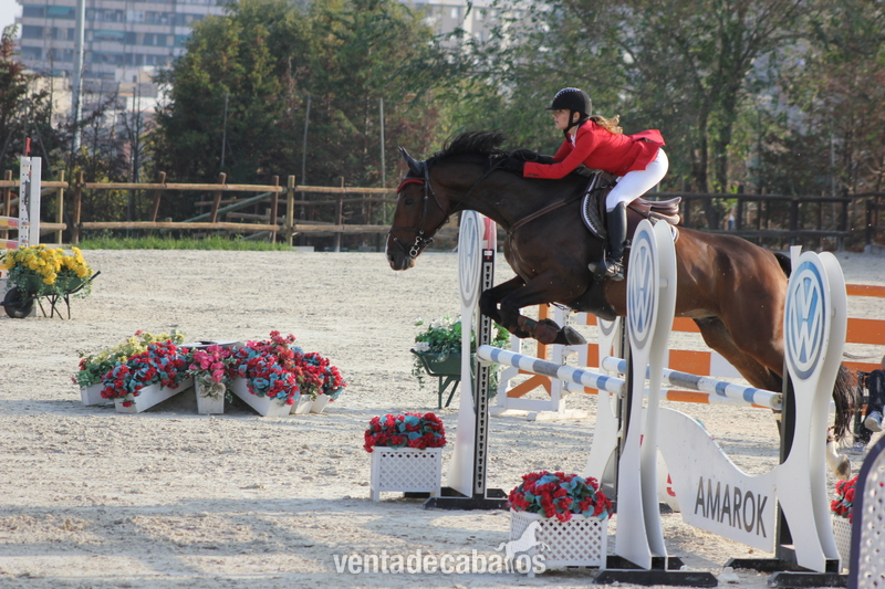 Caballo CDE castaño in 