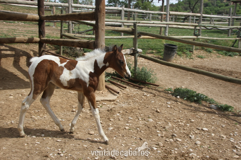VENDO POTRO PAINT HORSE in 