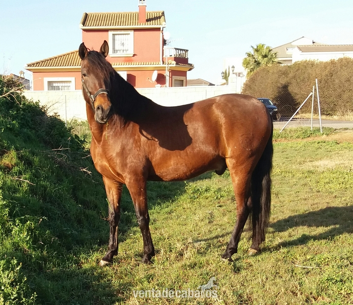 Se vende caballo PRE. in 