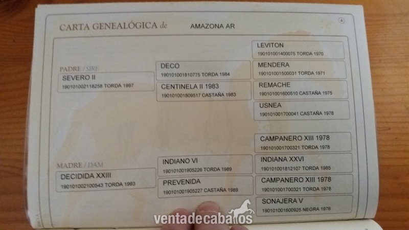 Caballos Pura Raza Española (P.R.E.) Pre. - Se vende caballo PRE.
