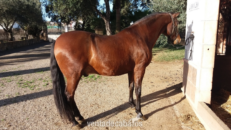 Se vende caballo PRE. - Caballos Pura Raza Española (P.R.E.) Pre.