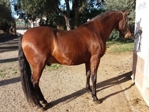 Se vende caballo PRE.