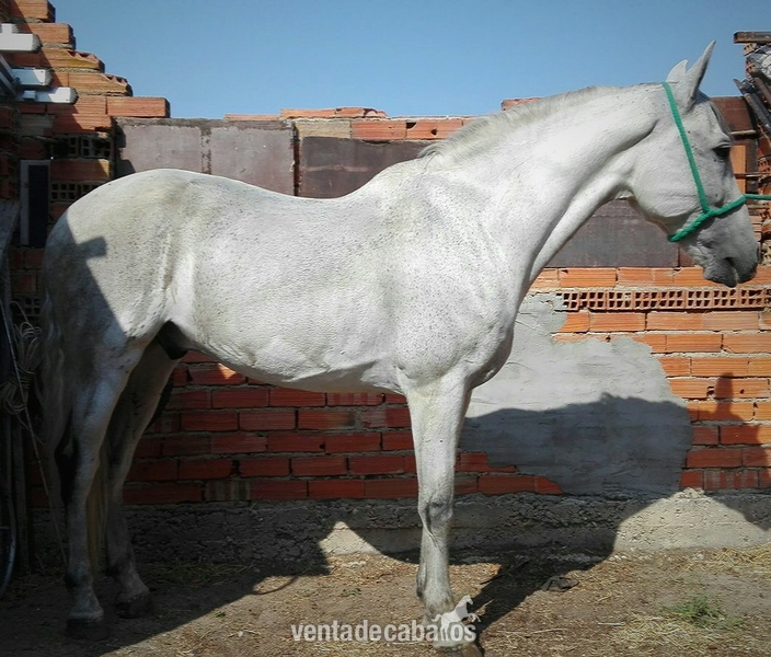 CABALLO PRE TORDO 11 AÑOS in 
