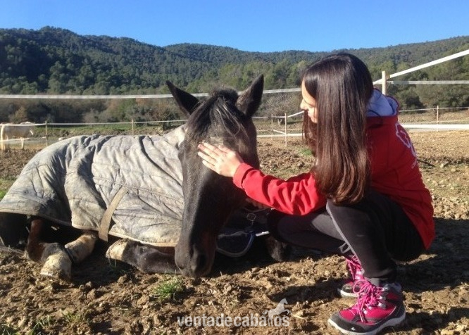Vendo caballo Hispano Árabe in 