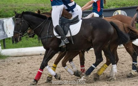 Hispano-Arabe
