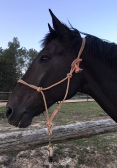 Caballo Hispano Árabe Hispano-Arabe - Vendo caballo Hispano Árabe