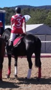 Vendo caballo Hispano Árabe - Caballo Hispano Árabe Hispano-Arabe