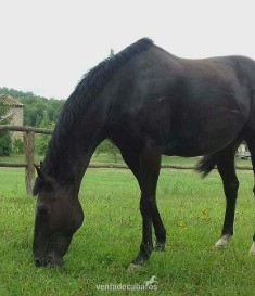 Vendo caballo Hispano Árabe - Hispano-Arabe