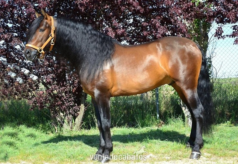 Caballo español entero in 