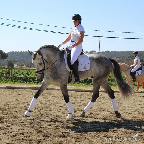 Caballos Pura Raza Española (P.R.E.) PRE - EN VENTA / FOR SALE