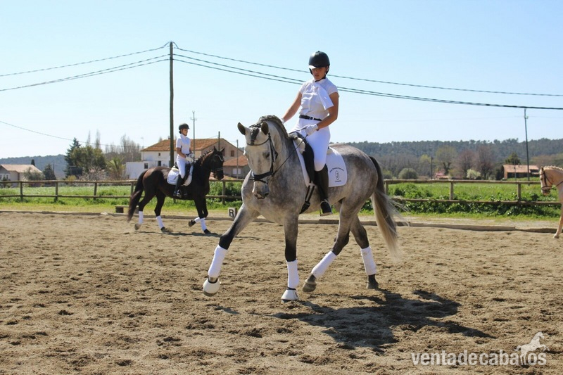 EN VENTA / FOR SALE - Caballos Pura Raza Española (P.R.E.) PRE
