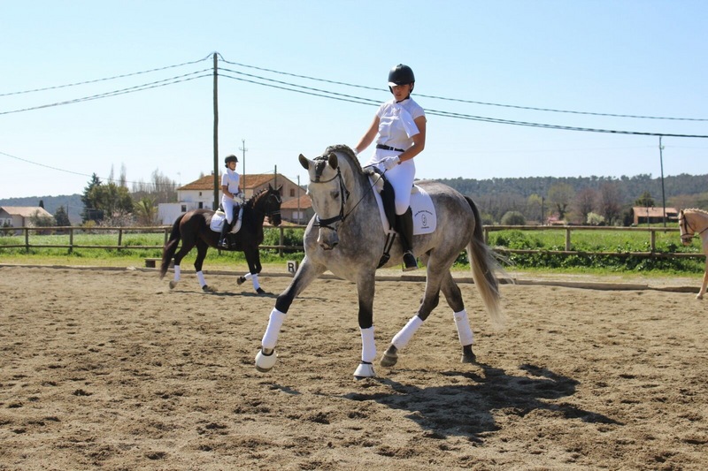 EN VENTA / FOR SALE - Caballos Pura Raza Española (P.R.E.) PRE