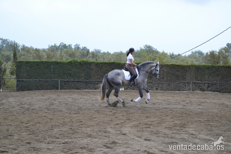 EN VENTA / FOR SALE - PRE