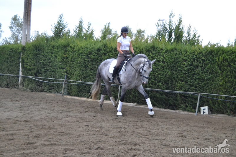 EN VENTA / FOR SALE - Caballos Pura Raza Española (P.R.E.)