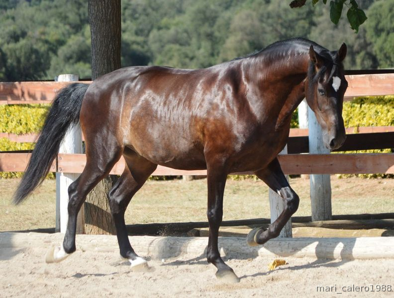 Potro PRE muy domado, excelente carácter - Caballos Pura Raza Española (P.R.E.) in 