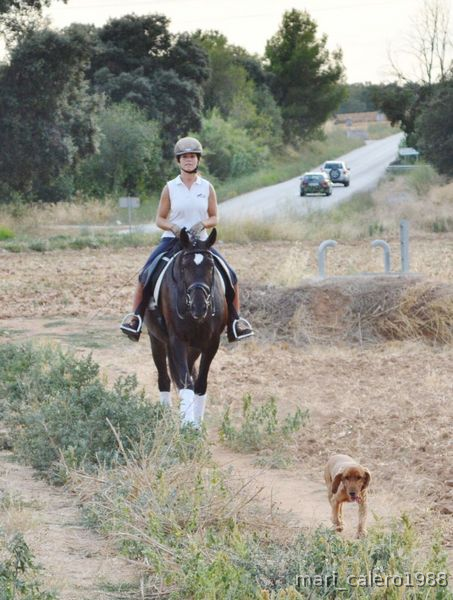 Potro PRE muy domado, excelente carácter - Caballos Pura Raza Española (P.R.E.) Pura Raza Española