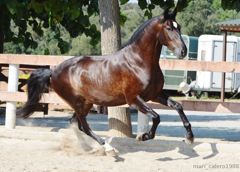 Potro PRE muy domado, excelente carácter - Caballos Pura Raza Española (P.R.E.)