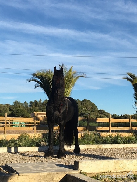 Caballo Entero Frison en Venta in 