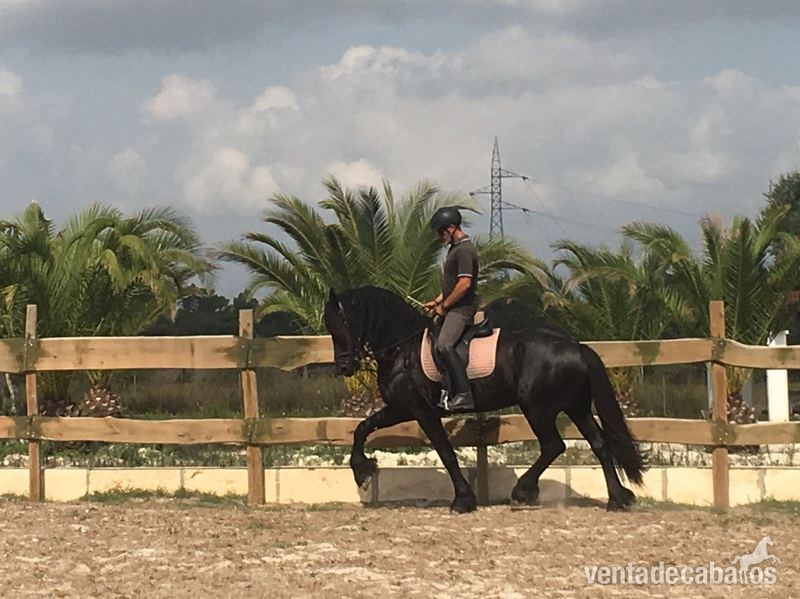 Frison {TYPE}