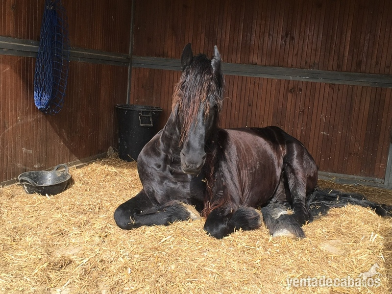 Caballos Enteros Frison - Caballo Entero Frison en Venta