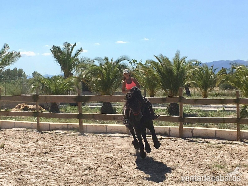 Caballo Entero Frison en Venta - Caballos Enteros Frison