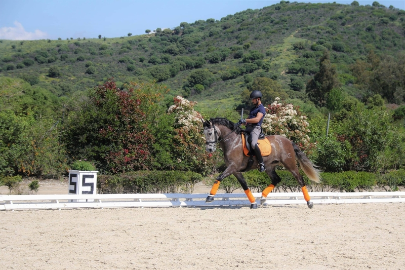 Caballos Pura Raza Española (P.R.E.) PRE - Olé CAD - Nivel San Jorge