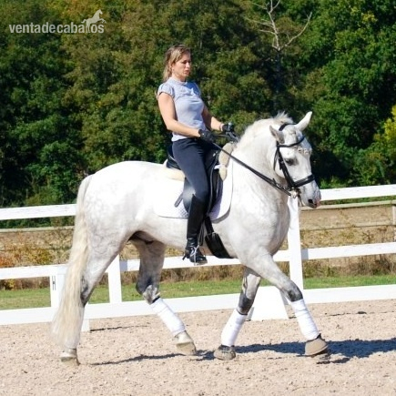 Caballo PRE entero de 10 años  in 