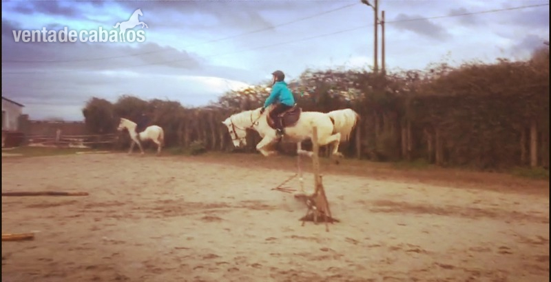 super Pony b in 