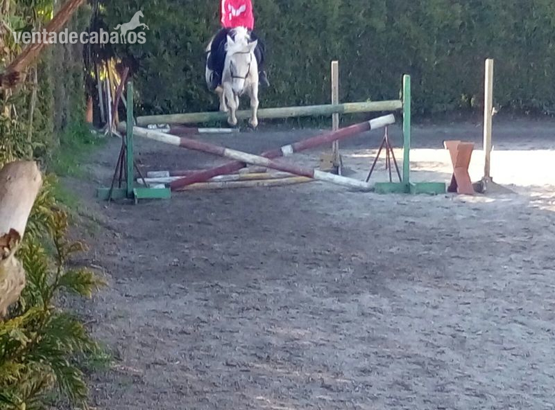 Cruzada gallega {TYPE}