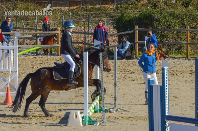 Vendo ponis A,B,C y D para Escuelas. in 