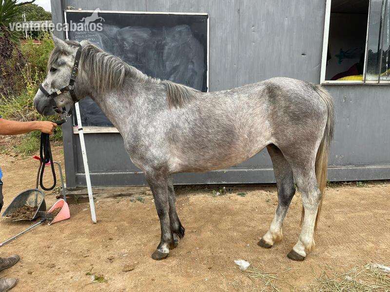 Poni Galés Sec C {TYPE}