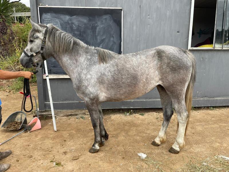 Poni Galés Sec C {TYPE}