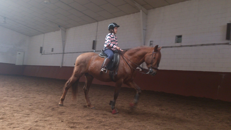 Caballos Pura Raza Española (P.R.E.) Pura Raza Española - PRE Alazan limpio