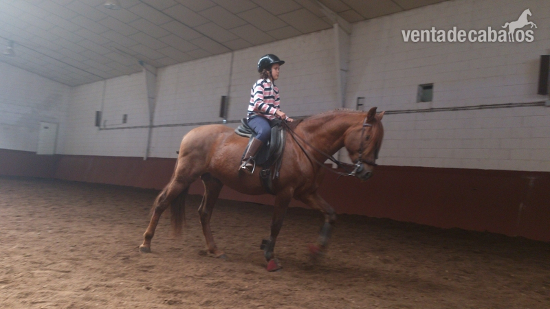 Caballos Pura Raza Española (P.R.E.) Pura Raza Española - PRE Alazan limpio