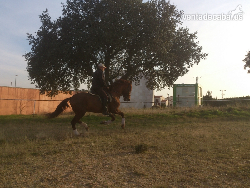 PRE Alazan limpio - Caballos Pura Raza Española (P.R.E.) Pura Raza Española