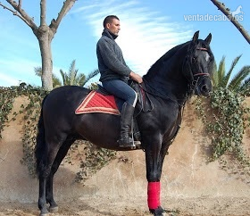 Pura Raza Española