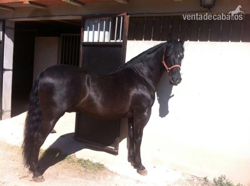 Caballos Pura Raza Española (P.R.E.) Pura Raza Española - Pre -Fitipaldi- Negro
