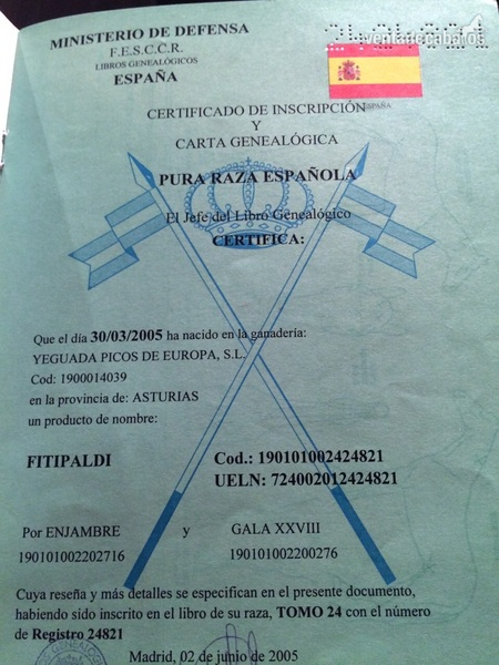 Pre -Fitipaldi- Negro - Caballos Pura Raza Española (P.R.E.)