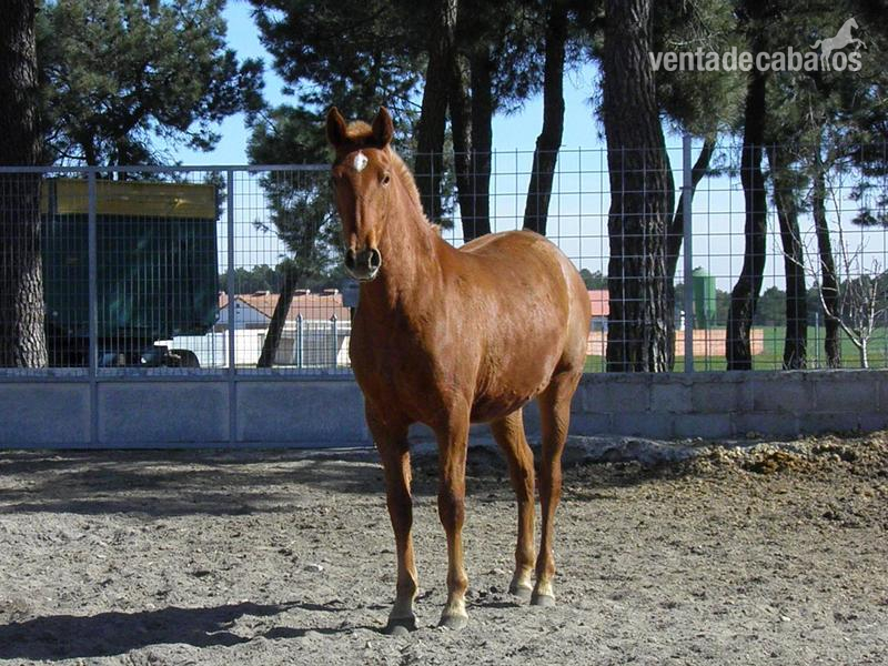 UNA AG (ALAZANA PRE) in 