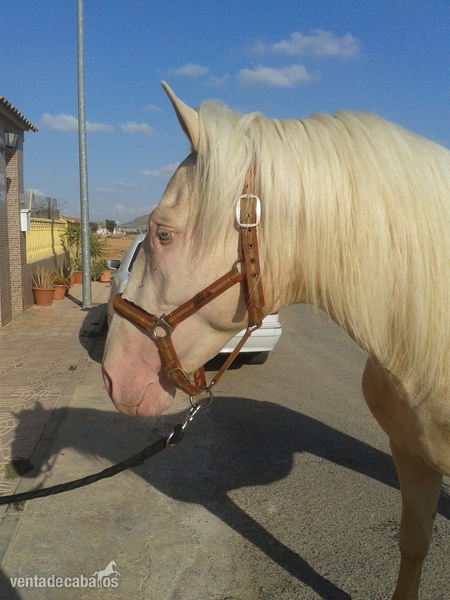 Lusitano