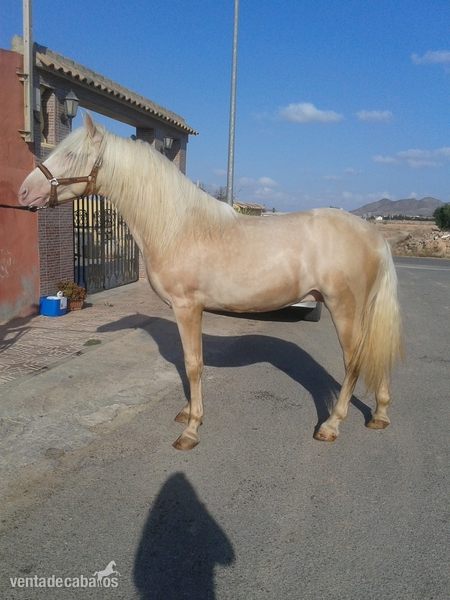 Lusitano {TYPE}